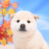 柴犬(標準サイズ)