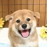 柴犬(標準サイズ)