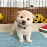 柴犬(標準サイズ)