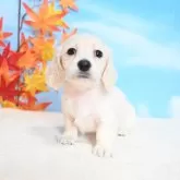 ミニチュアダックスフンド(ロング)【愛媛県・女の子・2025年10月3日・イエロー】の写真1