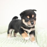 柴犬
