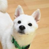 柴犬(標準サイズ)