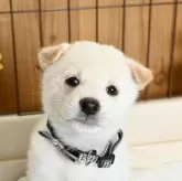 柴犬(標準サイズ)