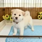 柴犬(標準サイズ)
