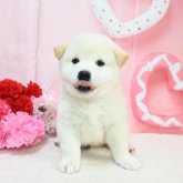 柴犬(標準サイズ)