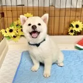 柴犬(標準サイズ)