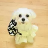 マルプー(トイプードル×マルチーズ)【愛媛県・女の子・2025年5月30日・ホワイト&ベージュ】の写真1