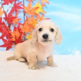 ミニチュアダックスフンド(ロング)