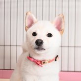 柴犬(標準サイズ)