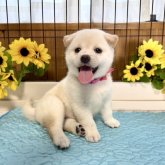 柴犬