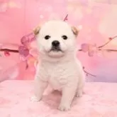 柴犬(標準サイズ)【愛媛県・女の子・2025年2月17日・白】の写真1