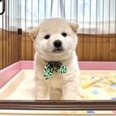 柴犬(標準サイズ)