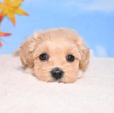 マルプー(マルチーズ×トイプードル)