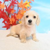 ミニチュアダックスフンド(ロング)