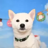 柴犬(標準サイズ)