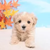 マルプー(マルチーズ×トイプードル)【愛媛県・女の子・2025年9月22日・アプリコット】の写真1