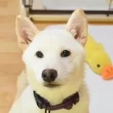 柴犬(標準サイズ)