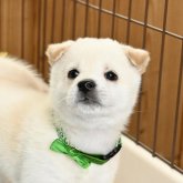 柴犬(標準サイズ)