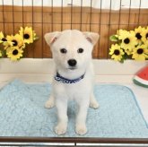 柴犬(標準サイズ)