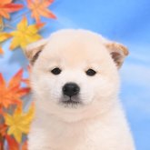 柴犬(標準サイズ)