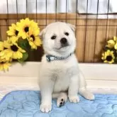 柴犬(標準サイズ)