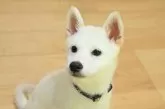 柴犬(標準サイズ)【愛媛県・男の子・2025年6月17日・白】の写真2