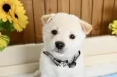 柴犬(標準サイズ)【愛媛県・男の子・2025年6月17日・白】の写真7