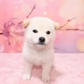 柴犬(標準サイズ)【愛媛県・女の子・2025年2月17日・白】の写真2