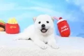 柴犬(標準サイズ)【愛媛県・女の子・2025年8月15日・白】の写真2