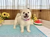 柴犬(標準サイズ)【愛媛県・女の子・2025年6月19日・白】の写真2
