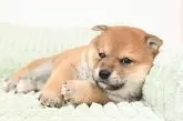 柴犬(標準サイズ)【愛媛県・女の子・2025年2月17日・赤】の写真2