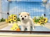 柴犬(標準サイズ)【愛媛県・男の子・2025年5月22日・白】の写真2