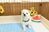 柴犬(標準サイズ)【愛媛県・男の子・2025年6月17日・白】の写真5