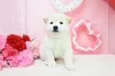 柴犬(標準サイズ)【愛媛県・男の子・2025年4月7日・白】の写真3