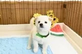 柴犬(標準サイズ)【愛媛県・男の子・2025年6月17日・白】の写真6