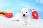 柴犬(標準サイズ)【愛媛県・女の子・2025年8月15日・白】の写真3