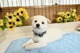 柴犬(標準サイズ)【愛媛県・男の子・2025年6月17日・白】の写真9