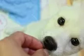 柴犬(標準サイズ)【愛媛県・男の子・2025年6月17日・白】の写真4