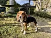 ビーグル【愛媛県・男の子・2024年7月15日・ブラックタン&ホワイト】の写真4