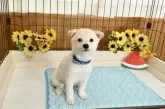 柴犬(標準サイズ)【愛媛県・男の子・2025年6月17日・白】の写真12