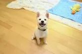 柴犬(標準サイズ)【愛媛県・男の子・2025年6月17日・白】の写真2