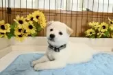 柴犬(標準サイズ)【愛媛県・男の子・2025年6月17日・白】の写真10