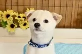 柴犬(標準サイズ)【愛媛県・男の子・2025年6月17日・白】の写真13