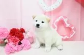 柴犬(標準サイズ)【愛媛県・男の子・2025年4月7日・白】の写真5
