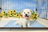 柴犬(標準サイズ)【愛媛県・男の子・2025年5月22日・白】の写真5