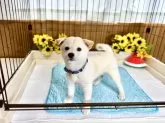 柴犬(標準サイズ)【愛媛県・男の子・2025年6月17日・白】の写真14