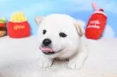 柴犬(標準サイズ)【愛媛県・女の子・2025年8月15日・白】の写真5