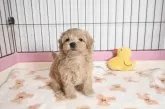 マルプー(マルチーズ×トイプードル)【愛媛県・男の子・2025年9月22日・アプリコット】の写真2