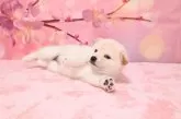 柴犬(標準サイズ)【愛媛県・女の子・2025年2月17日・白】の写真6