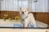 柴犬(標準サイズ)【愛媛県・男の子・2025年5月21日・淡赤】の写真7